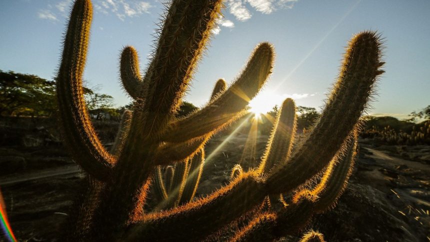 Cactos iluminados pelo sol em uma paisagem da Caatinga, no interior da Bahia.
